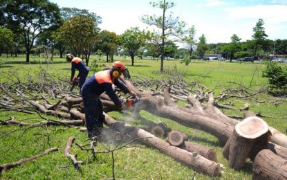 Licitação da Novacap que previa R$ 51 milhões para poda de árvores é suspensa