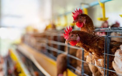 Santa Catarina identifica 1º caso de gripe aviária em ave de fundo de quintal