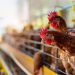 Santa Catarina identifica 1º caso de gripe aviária em ave de fundo de quintal